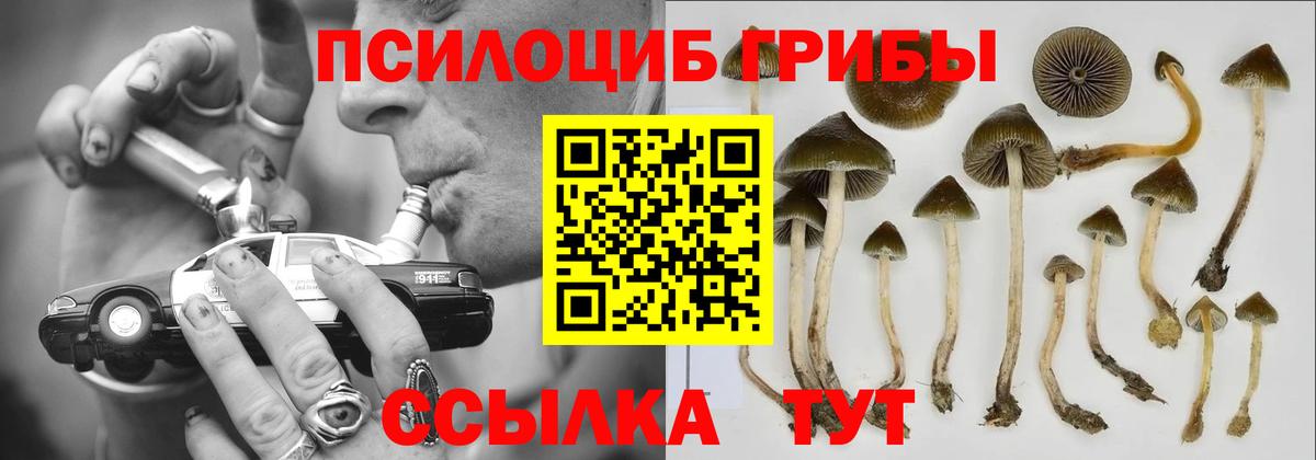 Псилоцибиновые грибы Psilocybe Майкоп