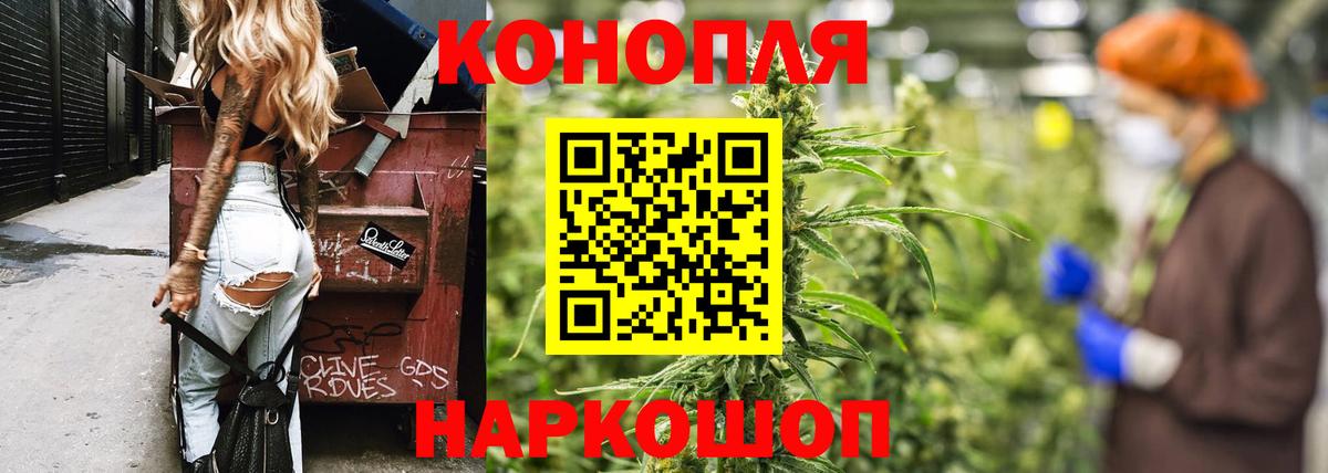 Каннабис OG Kush Майкоп